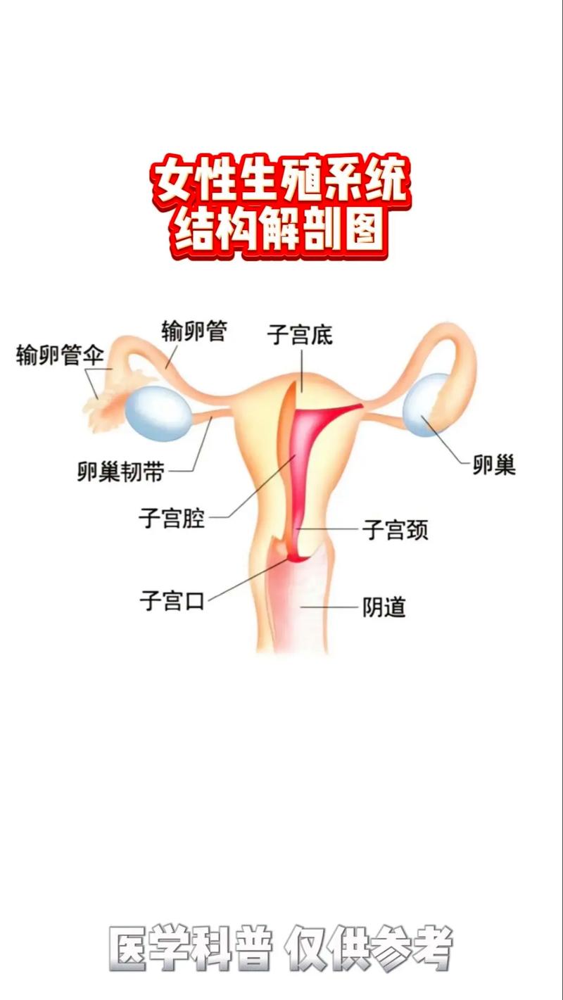 生殖系统健康