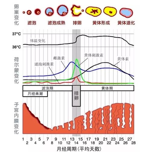 激素水平变化