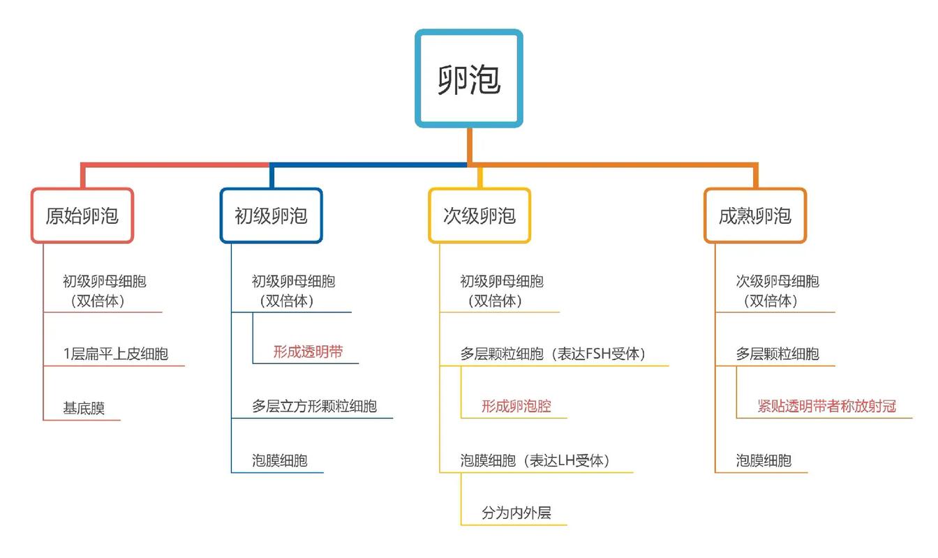 卵泡发育