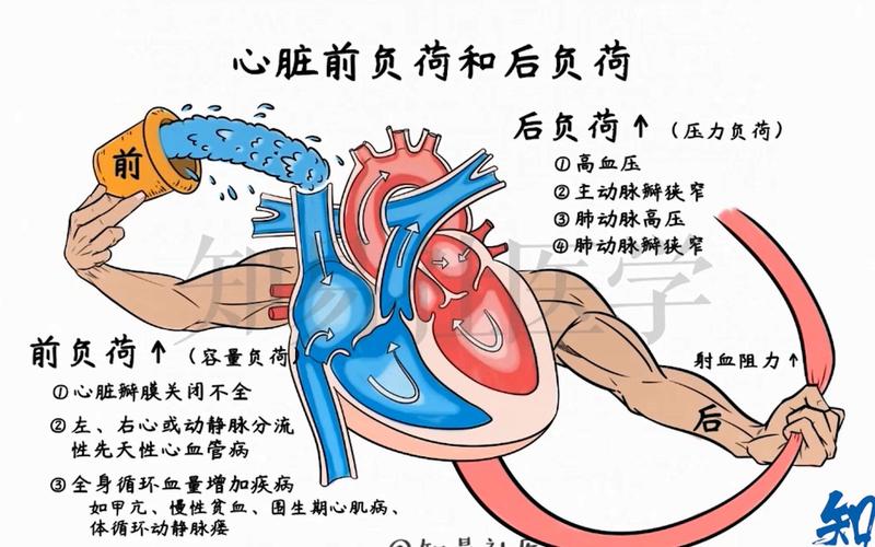 心脏负荷