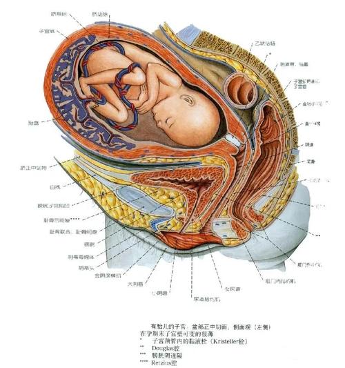  生殖医学