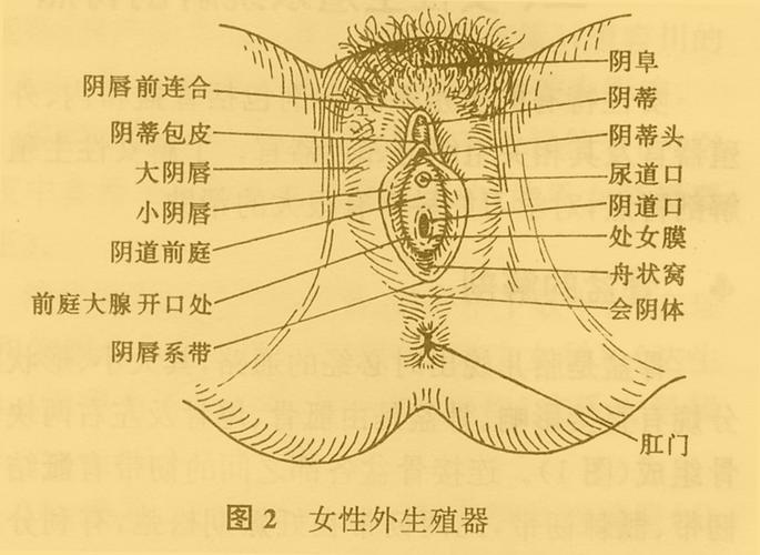 外阴营养不良