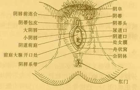 试管婴儿为何会造成外阴营养不良？