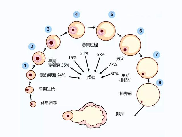  卵泡发育