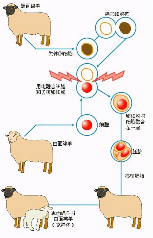 克隆技术