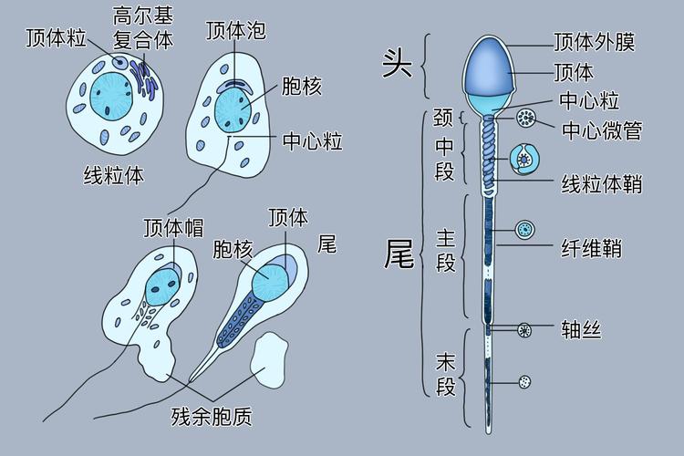 精子供体