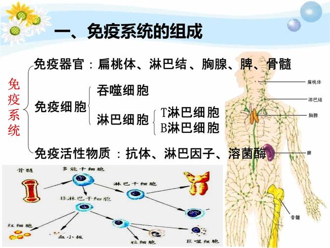 免疫系统