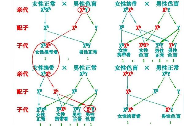 色盲遗传风险