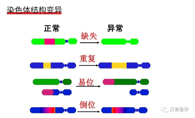 试管婴儿、细胞分裂、生殖医疗