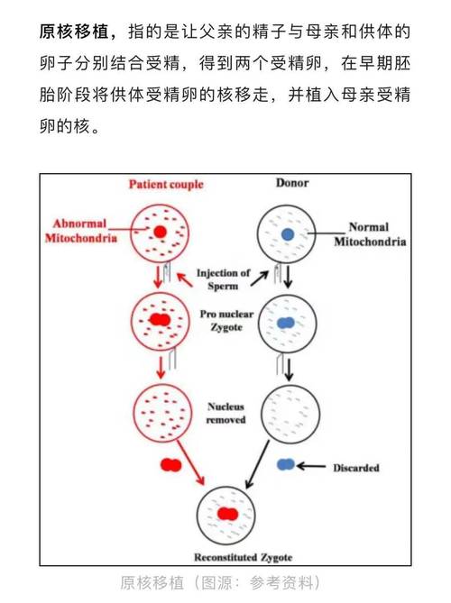  线粒体替代疗法