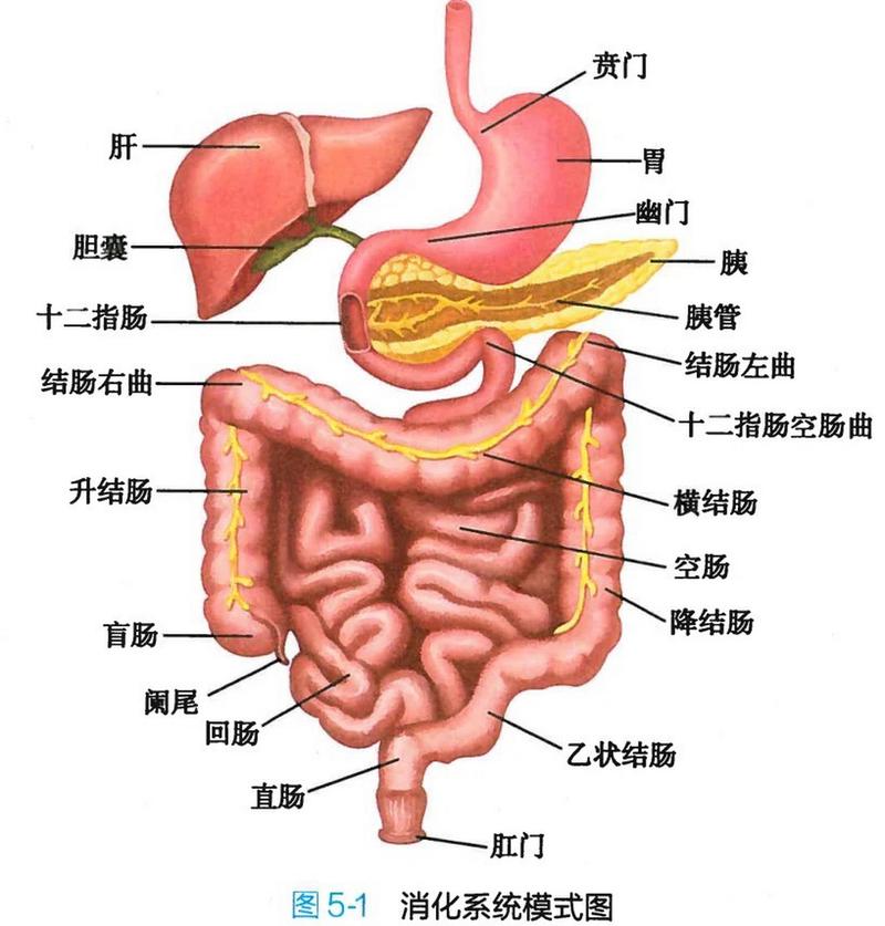 消化系统