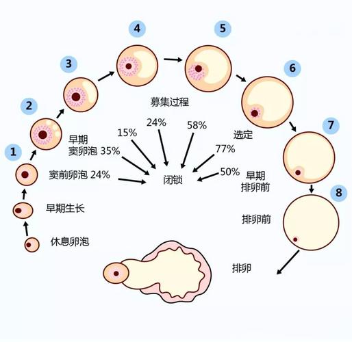 卵子来源