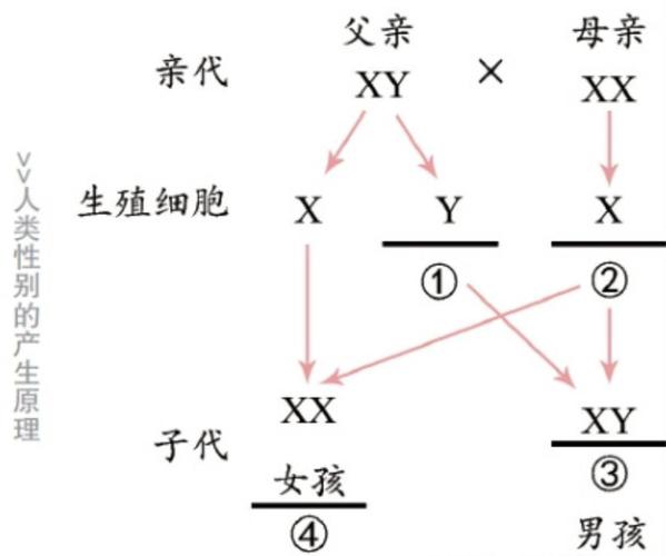 性别随机