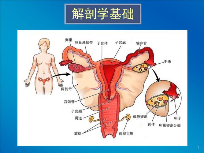 女性生殖