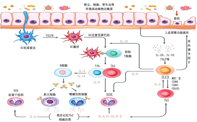 炎症反应