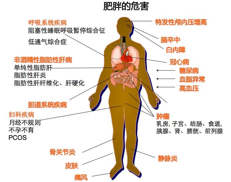 肥胖影响