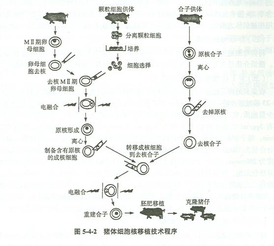  移植技术