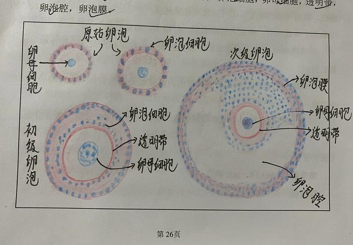 卵泡生长