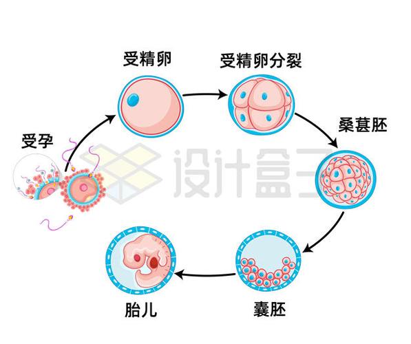 囊胚分裂