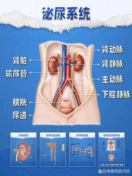 泌尿系统健康