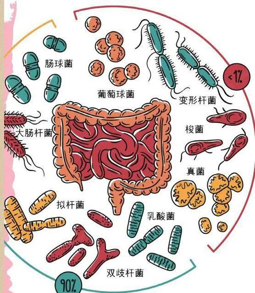  肠道微生物