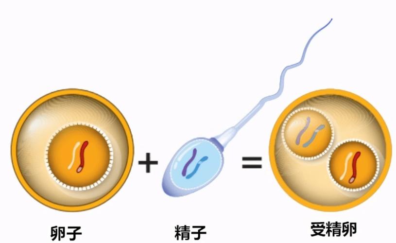 卵子精子问题