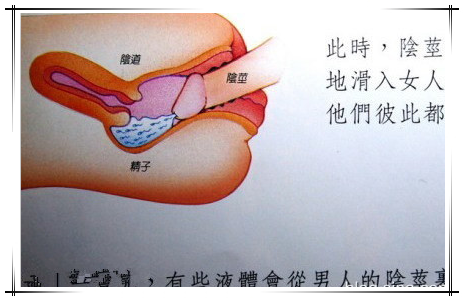 生殖过程