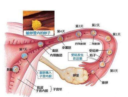 受精过程