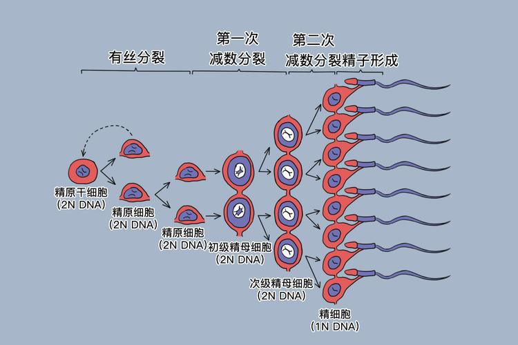 精子来源