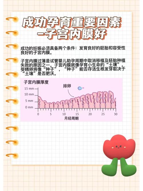 内膜薄如何影响试管婴儿成功率？