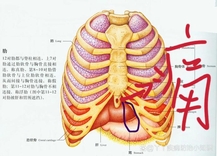 肋骨痛