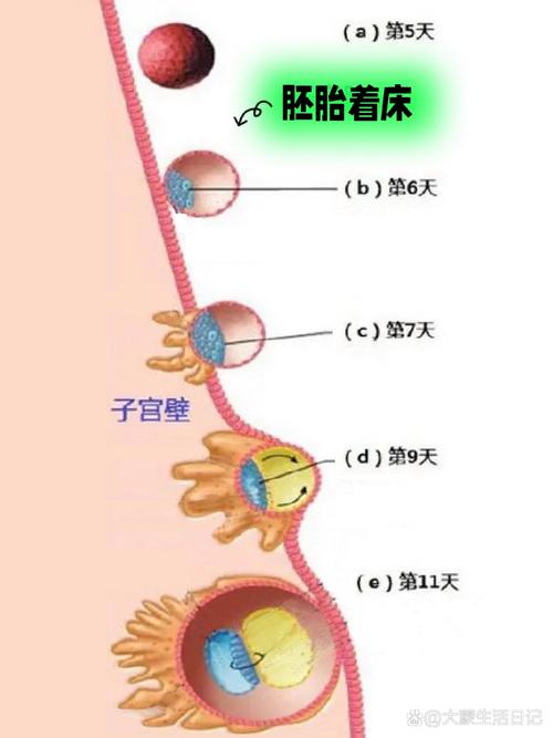 胚胎着床发育