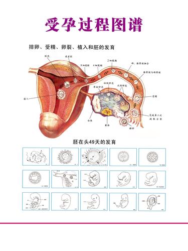  受孕过程