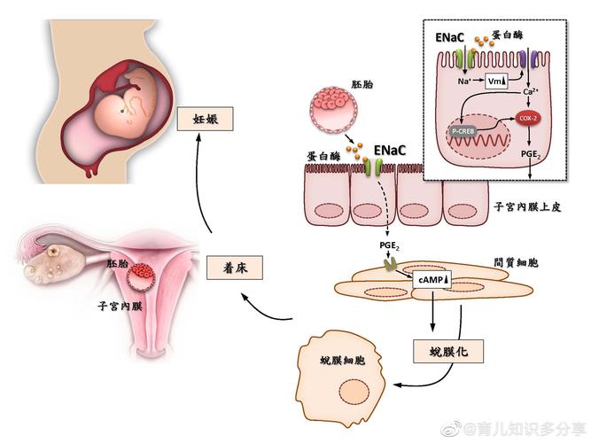 试管婴儿的血型是否会发生变化？